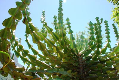Euphorbia cooperi : Photographed in Kirstenbosch Retha Wareham